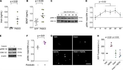 Irisin stimulates protective signaling pathways in rat hippocampal neurons
